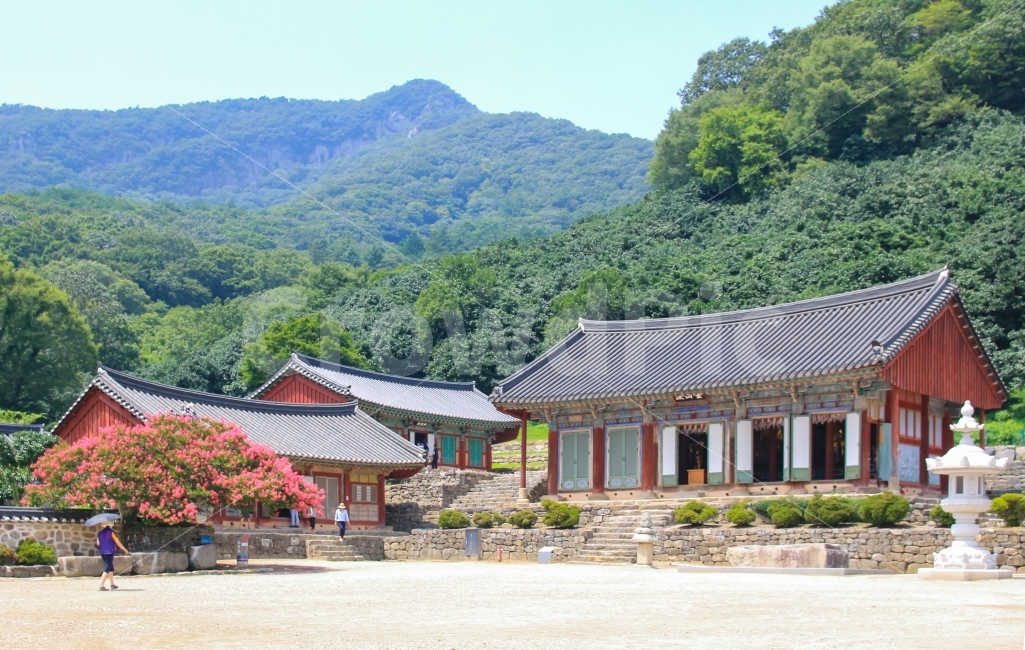 선운사,여름,고창,자연,절,사찰,여행,여행지,관강,관광지,조용한,경건한,한국,전통,건물,기와집,산,나무,풍경,경치,아름다운,한국전통,한국문화,korean traditional,korean culture,종교,신앙,religion,belief,faith