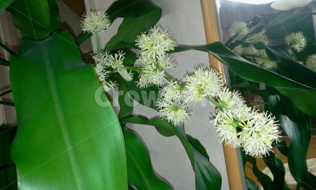 plant,식물,blossom,꽃,행운목꽃,행운목,식물,자연,plants,nature,꽃,flower