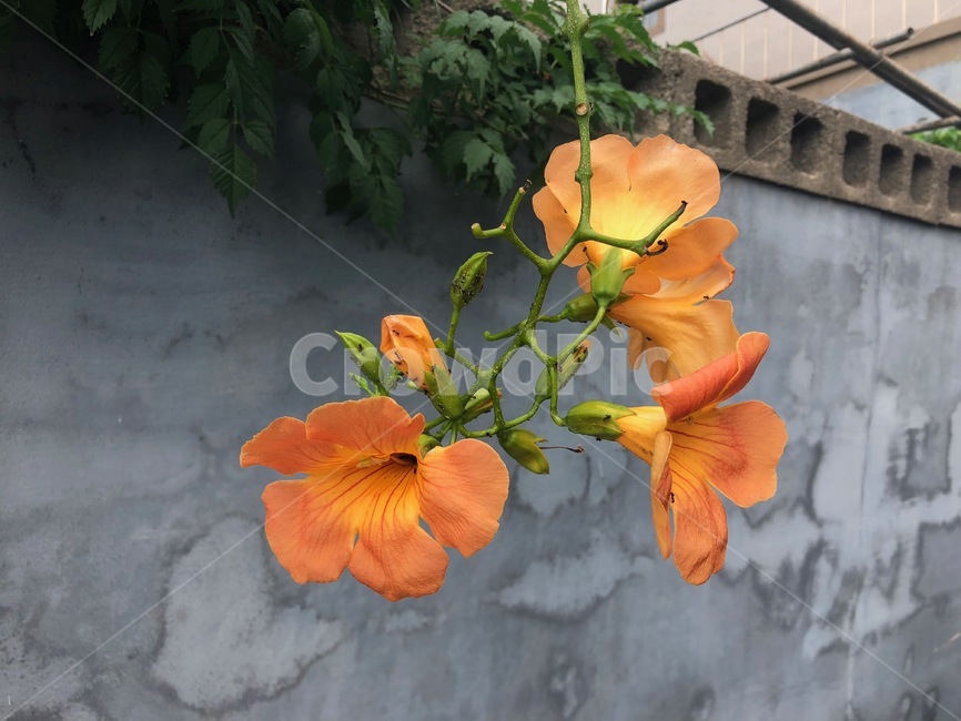 능소화,꽃,담벼락,개미,개미와꽃,주황색꽃,색감,flower,자연