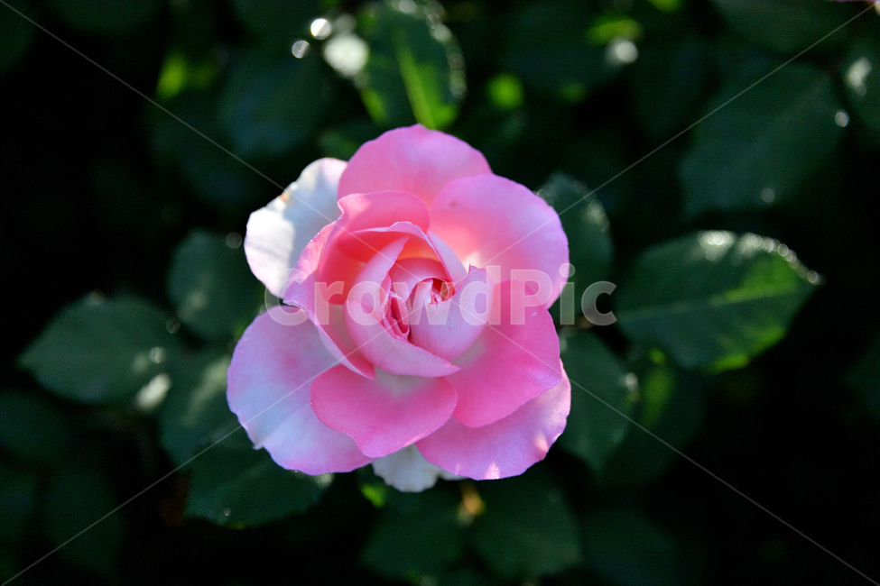 장미,장미꽃,꽃사진,식물,꽃,식물,자연,plants,nature,꽃,flower