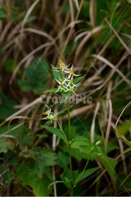 닻꽃,야생화,식물,자연,꽃,생태,힐링,플라워,wildflower,flower,plants,nature,season,감성,느낌,emotion,feeling,여름,용담목,용담과,닻꽃속,식물,자연,plants,nature,꽃,flower