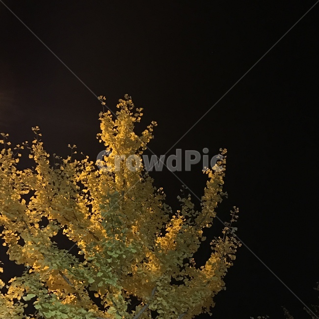 가을,하늘,밤,감성,낙엽,자연,풍경,가을,계절,fall,autumn,season,plant,식물