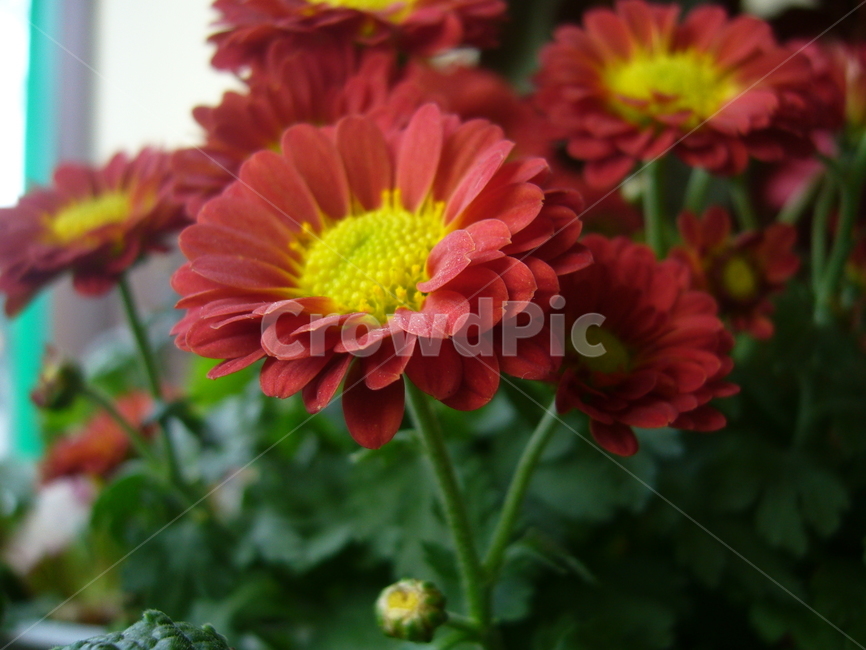 꽃,빨강,노랑,식물,국화,flower,red,yellow,green,꽃,flower