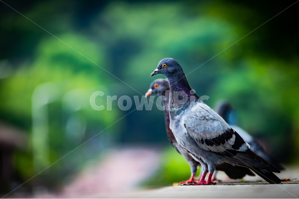 공원,동물,비둘기,새,자연,휴식,쉼,동물,animal,조류,새,birds