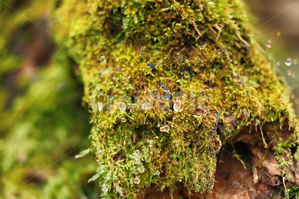 나무,이끼,plant,식물,moss,자연