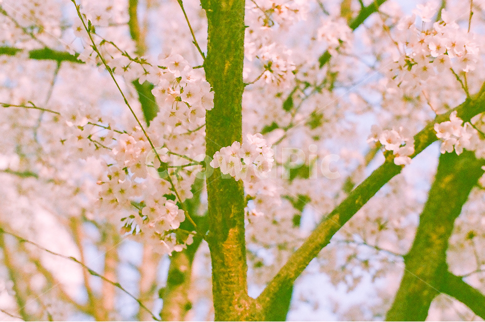 봄,벚꽃,cherryblossom,flowers,꽃,식물,자연,plants,nature,꽃,flower