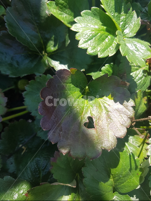 초록,나뭇잎,잎사귀,green,plant,heart,하트무늬,식물,자연,plants,nature