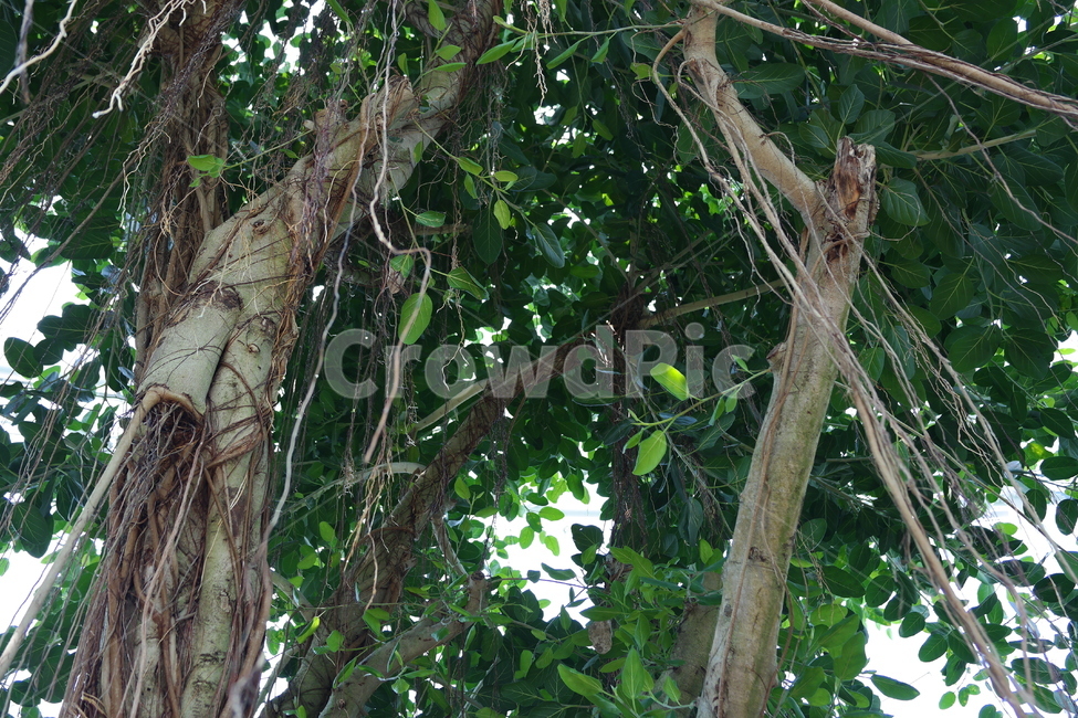 plant,식물,tree,나무,숲