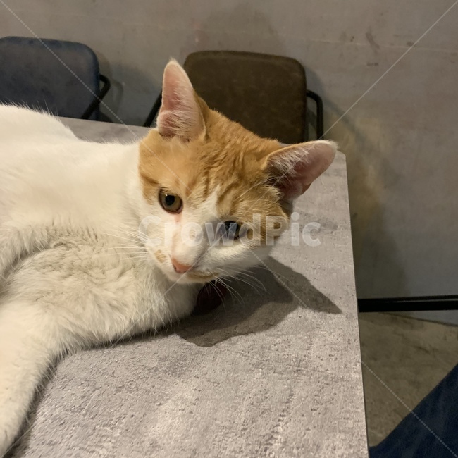 고양이,관심,멍,카페,동물,동물,animal,포유류,mammal,고양이,cat,kitten,kitty