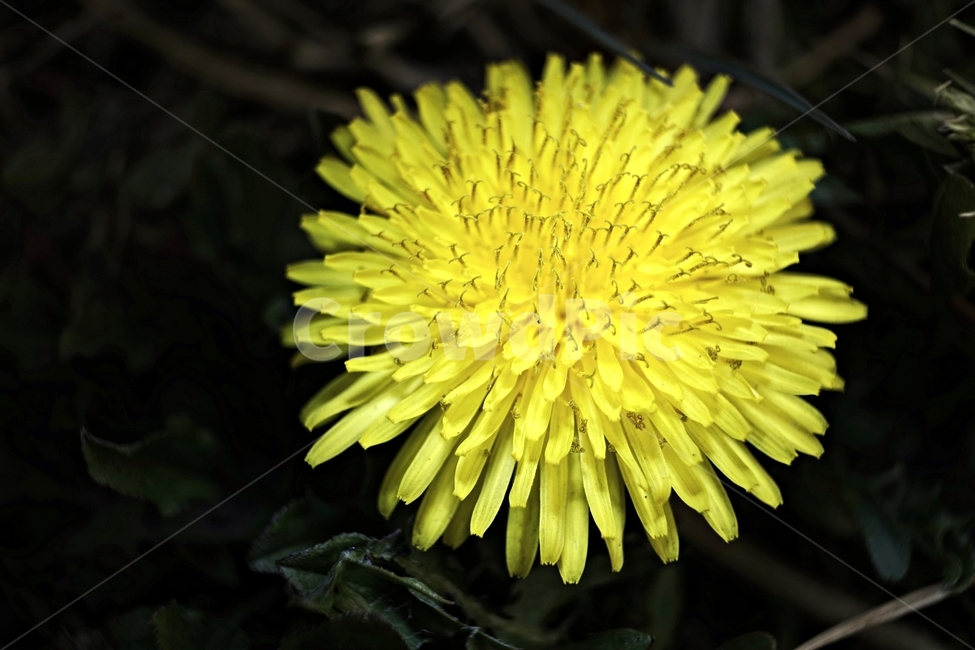 봄,민들레,계절,노랑,식물,꽃,꽃잎,dandelion,yellow,flower,season,spring,bloom,springtime,lovely,식물,자연,plants,nature,꽃,flower