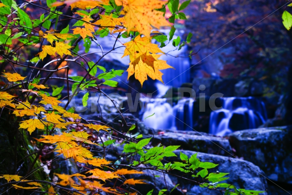 풍경,단풍,폭포,계곡,가을,자연,풍경,nature,landscape,가을,계절,fall,autumn,season,plant,식물,leaf,잎,tree,나무