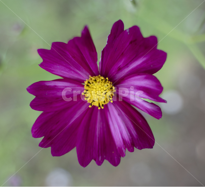 꽃,식물,코스모스,정원,가을,봄,flower,flowers,garden,plant,고화질,가을,계절,fall,autumn,season,식물,자연,plants,nature,꽃,flower