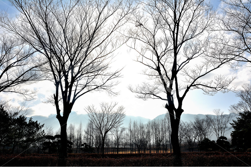 나무,자연산,하늘,풍경,실루엣,자연,풍경,nature,landscape,식물,plants,나무,trees,wood,plant,tree,tree trunk,나무 줄기