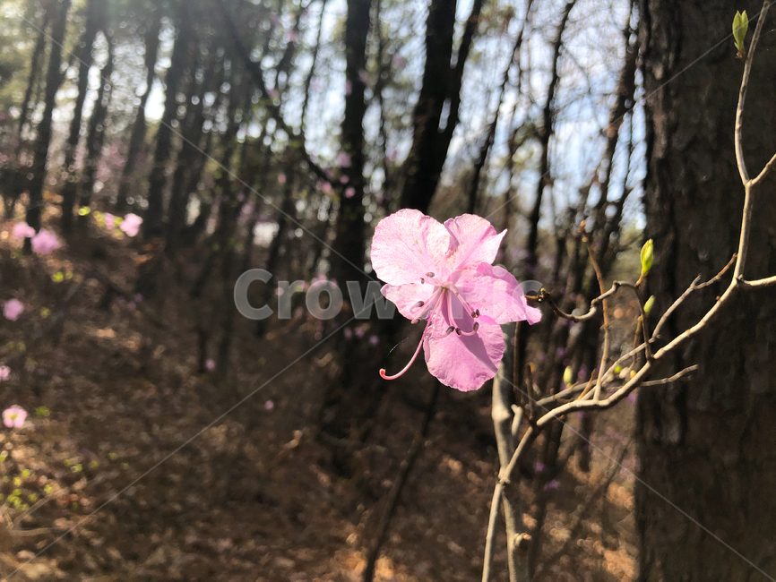 진달래,azalea,철쭉,산,봄,springflower,봄꽃