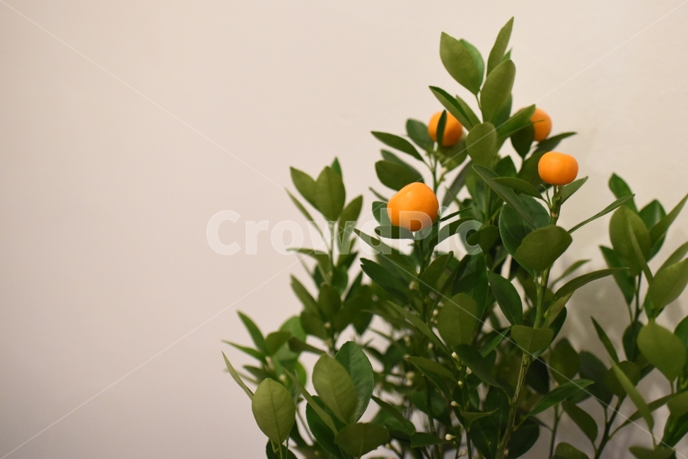 나무,귤,식물,자연,인테리어,식물,자연,plants,nature,과일,열매,fruit