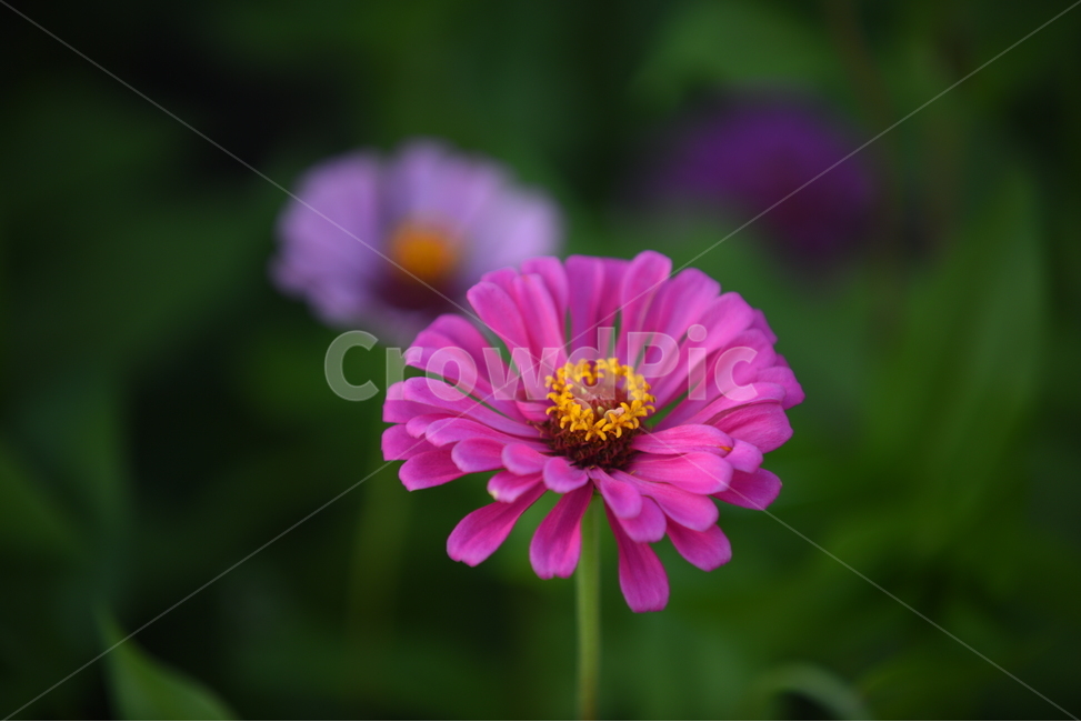 백일홍,zinnia,꽃,가을,항몽유적지,식물,분홍,연보라,노랑,연두,꽃술,가을,계절,fall,autumn,season,식물,자연,plants,nature,꽃,flower,plant