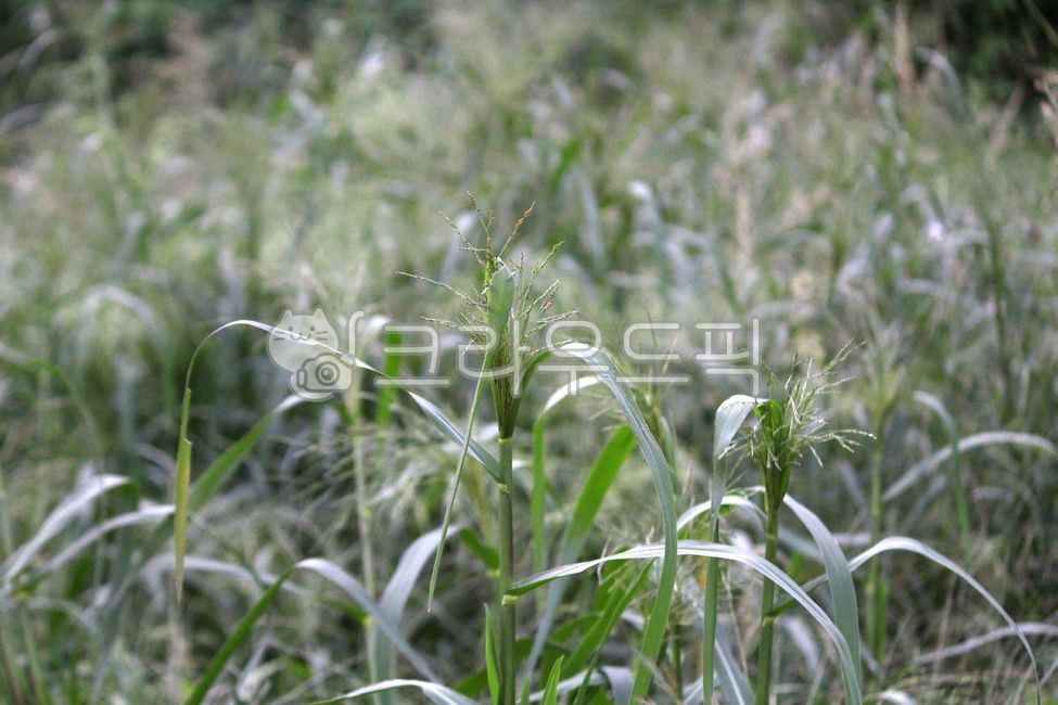 식물,plant,미국개기장,벼과,귀화식물