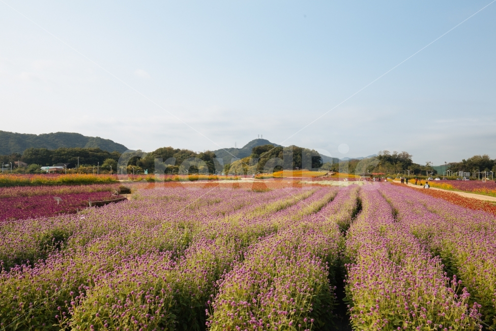 가을,하늘,꽃,감성,식물,자연,풍경,nature,landscape,가을,계절,fall,autumn,season,plant