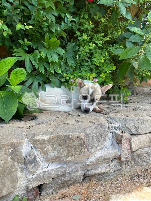 강아지,귀여운강아지,잠자는강아지,자연,여름,귀여운