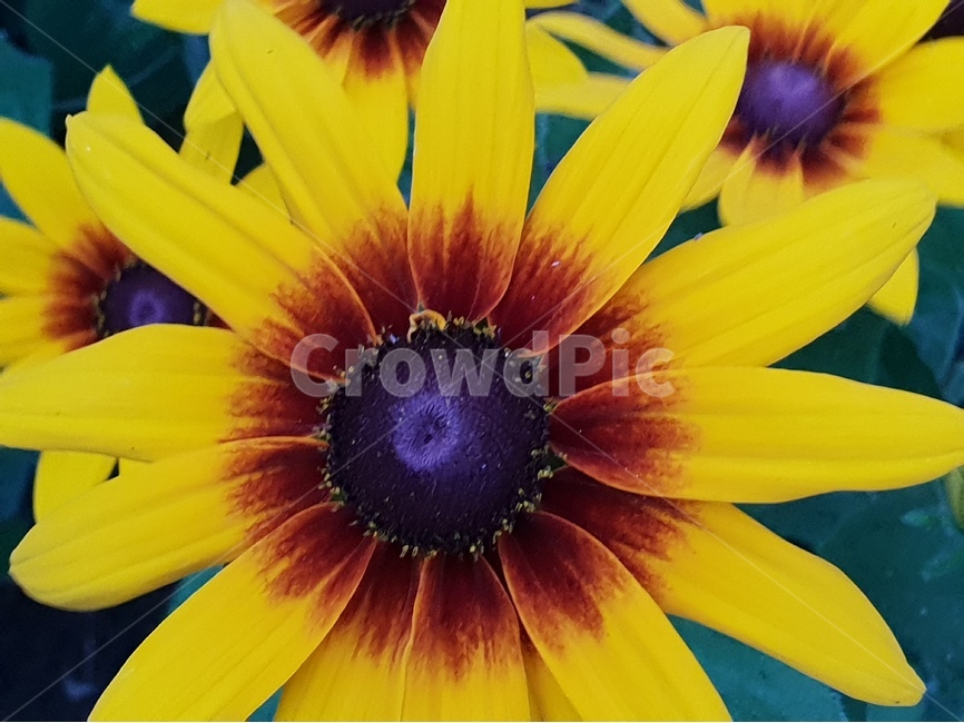 루드베키아,아름다운꽃,자연,여름,감성,계절,꽃,식물,배경이미지,beautifulflowers,plant,nature,노랑색,배경,배경화면,식물,자연,plants,nature,꽃,flower