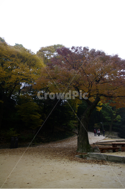 가을,fall,나무,식물,plant,단풍,가을,계절,fall,autumn,season,자연,풍경,nature,landscape,tree,tree trunk,나무 줄기