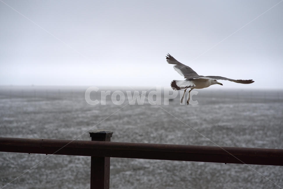 풍경,새,갯벌,비행,여행,동물,animal,조류,새,birds