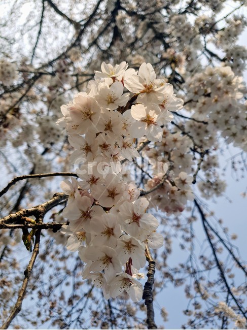 꽃,벚꽃,봄,flower,cherryblossom,spring
