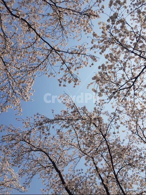 벚꽃,하늘,자연,벚꽃나무,꽃