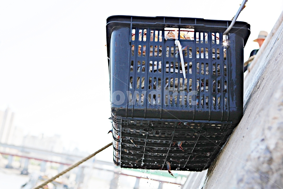 꽃게,게,먹거리,음식,요리,식재료,광주리,각우,수산물,해산물,fishery products,seafood,어업,fishery,fishing industry
