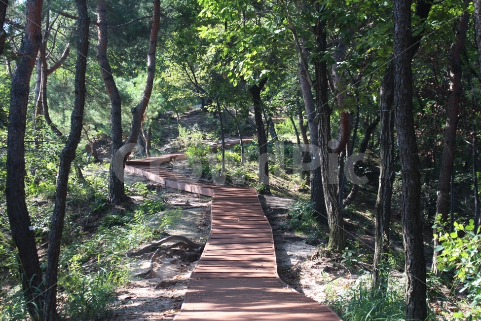 길,나무,숲길,산책,의릉,석관동,자연,풍경,nature,landscape,식물,plants,나무,trees,wood,휴식,힐링,rest,relaxation,healing,path,통로