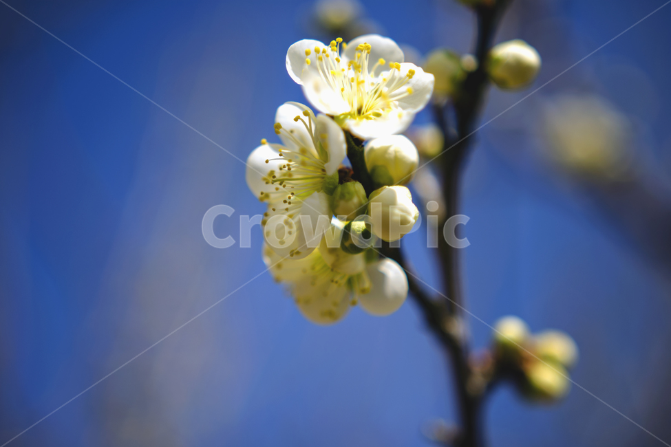 매화,하늘,그린,꽃잎,봄,햇살,흰색,봄,계절,spring,season,식물,자연,plants,nature,꽃,flower,plant