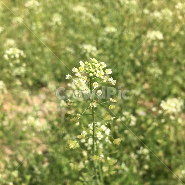 꽃,하나,한송이,순수,봄,flower,spring,green,식물,자연,plants,nature,꽃,flower