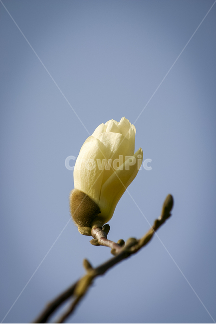 목련,나무,목련꽃,꽃송이,봄,하늘배경,꽃한송이,magnolia,봄,계절,spring,season,식물,자연,plants,nature,꽃,flower,plant,blossom,rose,장미