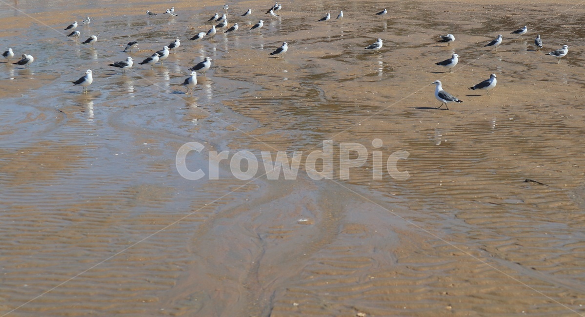 갈매기,조류,새,새떼,bird,해변,바다,beach,sea,동물,animal,조류,새,birds