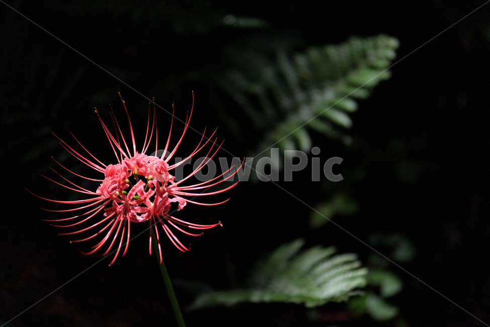 꽃무릇,상사화,석산,존재,존재감,식물,자연,plants,nature,꽃,flower