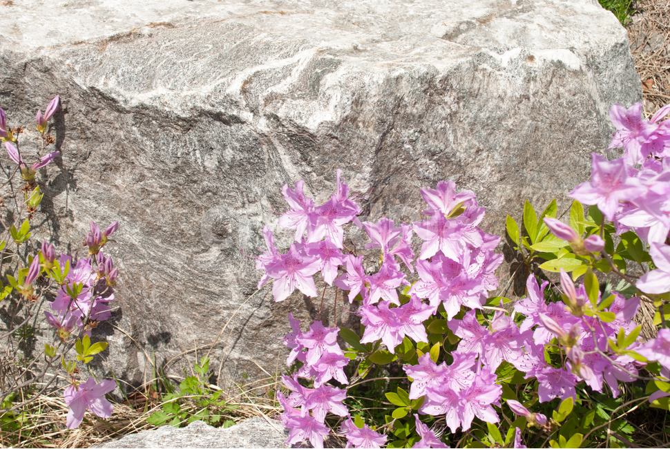 산철쭉,철쭉,봄,꽃,생화,공원,식물,조경,분홍,spring,season,flowe,만개,만발,자연,향기,아름다운,화사한,나뭇가지,봄꽃,돌,봄,계절,spring,season,식물,자연,plants,nature,꽃,flower,plant,blossom
