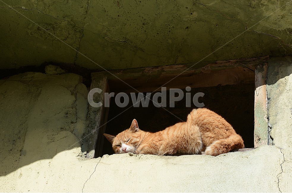 고양이,집고양이,길고양이,냥이,고양이잠,동물,animal,포유류,mammal,고양이,cat,kitten,kitty