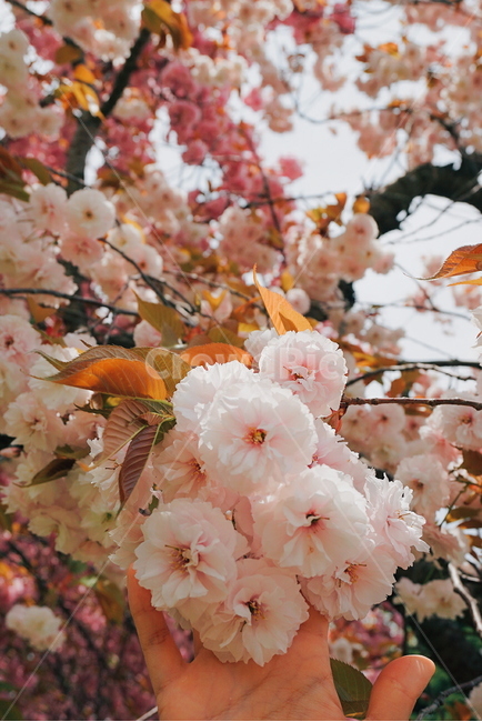 겹벚꽃,꽃,불국사겹벚꽃,봄꽃,벚꽃,분홍,감성,계절,봄,봄,계절,spring,season,식물,자연,plants,nature,꽃,flower,plant,cherry blossom,blossom