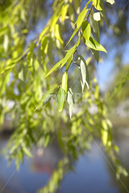 plant,식물,tree,나무,green,식물,자연,plants,nature,나무,trees,wood