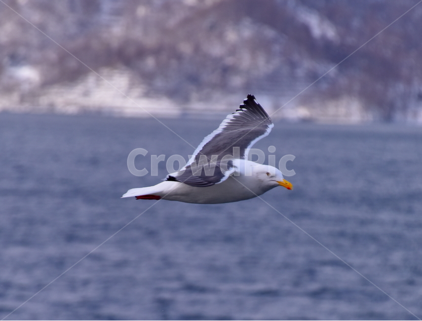 갈매기,비상,호수,겨울,새,seagull,bird,lake,winter,동물,animal,조류,새,birds