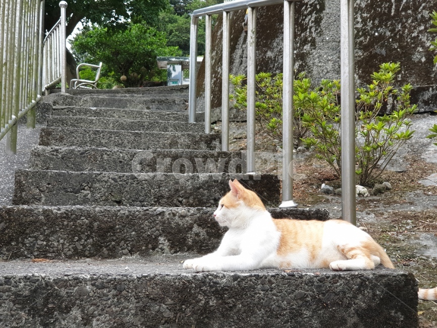 고양이,계단,동물,animal,cat,kitty,길냥이,치즈,자연,nature,포유류,mammal,kitten,노란색,대비,동물,animal,포유류,mammal,고양이,cat,kitten,kitty