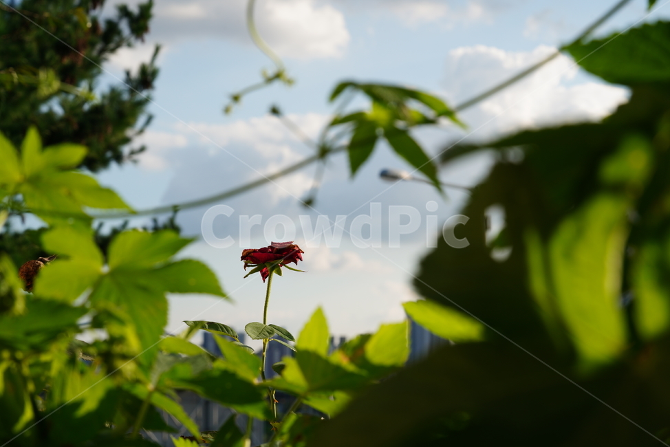 꽃,식물,생물,플라워,flower,plant,leaf,잎,식물,자연,plants,nature,꽃,flower