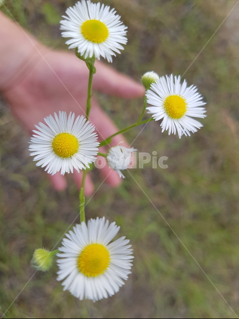 손,자비,꽃,하얀,데이지,식물,자연,plants,nature,꽃,flower
