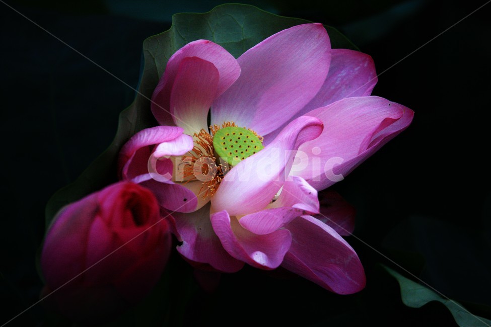 식물,연꽃,꽃,flower,flowerage,식물,자연,plants,nature,꽃,flower