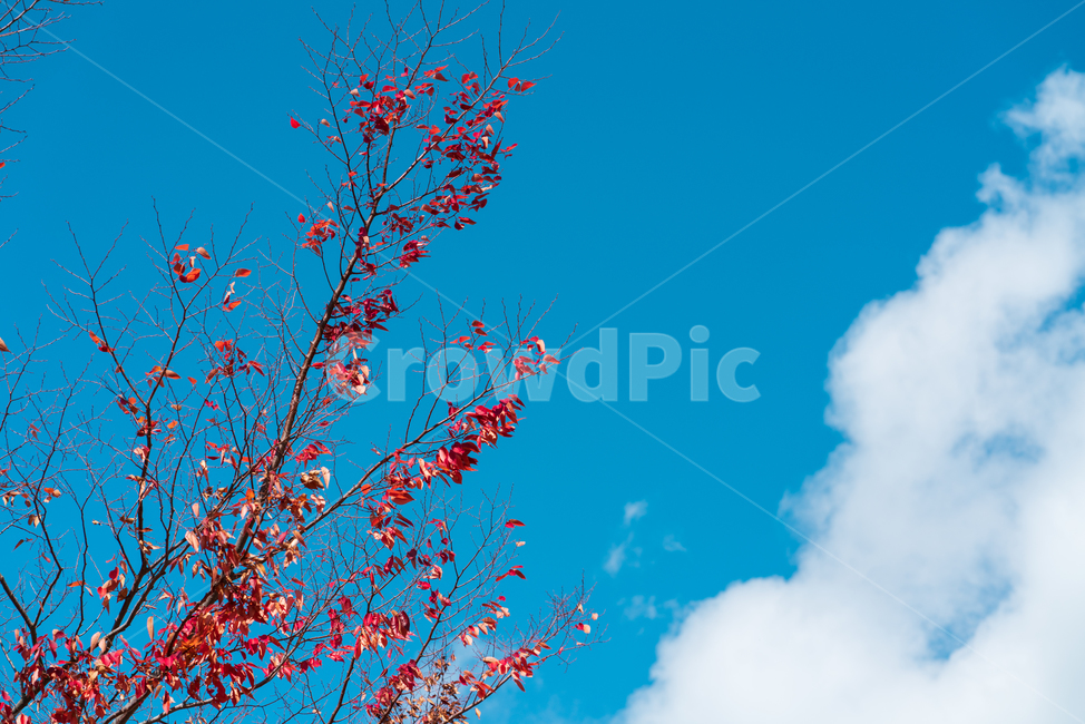 가을,하늘,낙엽,나무,구름,풍경,배경화면,sky,landscape,blue,cloud,가을,계절,fall,autumn,season