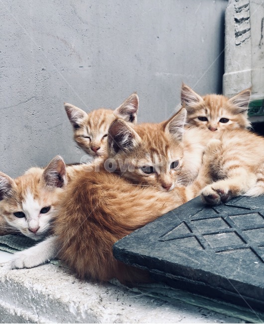 고양이,고양이들,cat,동물,감성사진,고양이사진,새끼고양이,고양이,cat,kitten,kitty