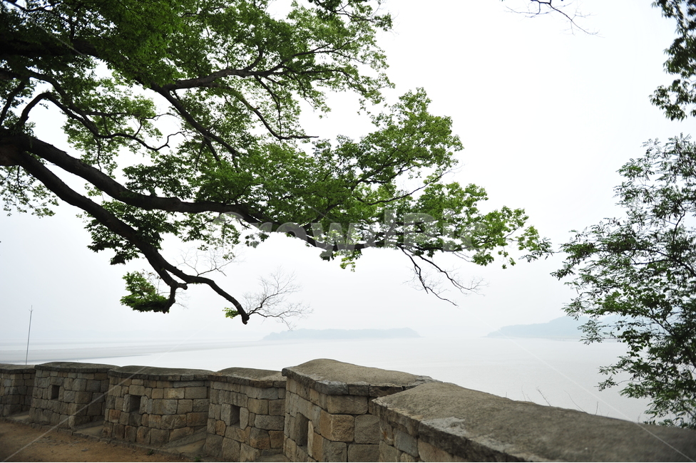 식물,tree,나무,나무줄기,강화,강변,식물,자연,plants,nature,나무,trees,wood