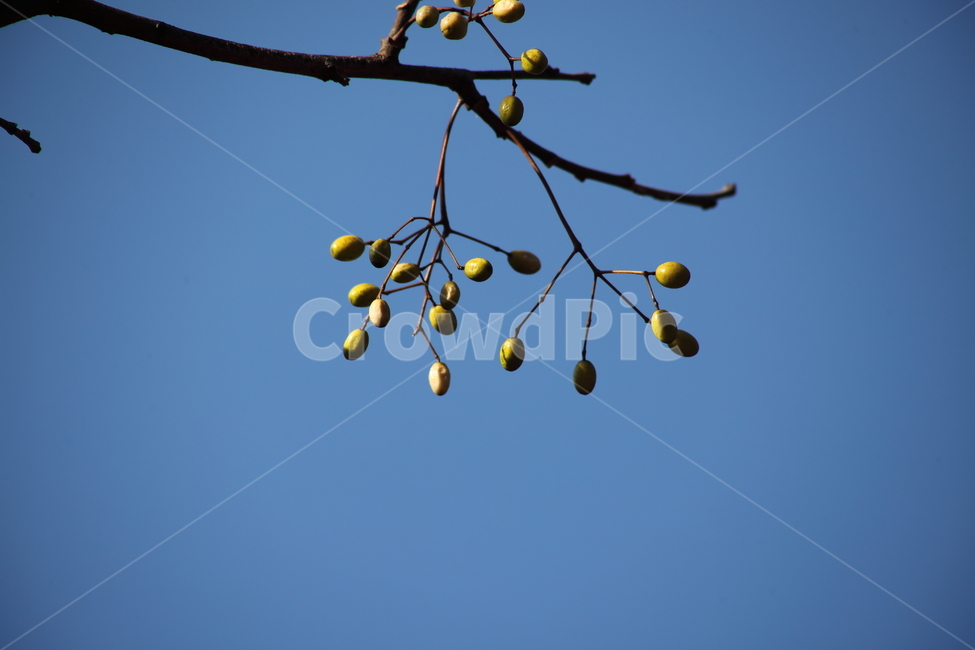 열매,종자,번식,식물,seed,식물,자연,plants,nature,과일,열매,fruit