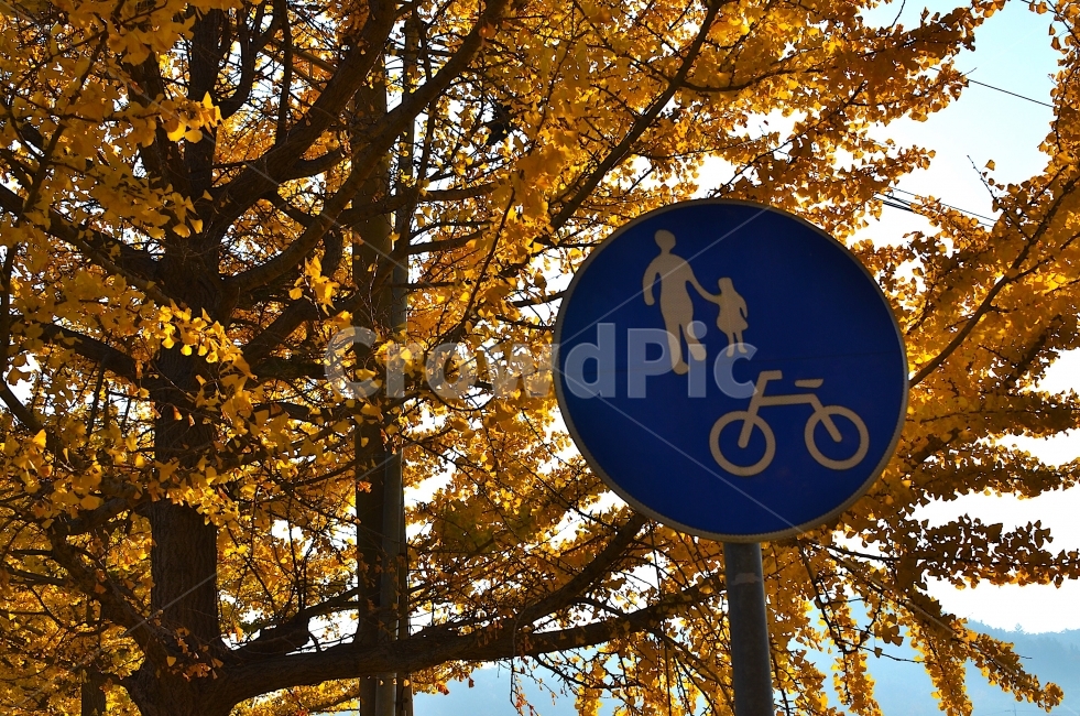 가을,은행나무,배경화면,감성사진,나무,가을,계절,fall,autumn,season,교통,교통수단,traffic,transportation
