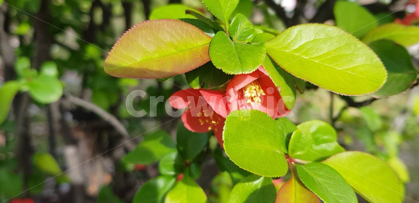 봄,blossom,flower,식물,plant,꽃,nature,자연,명자나무